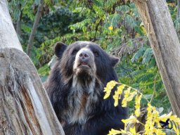 Tiergarten Schönbrunn am 20.10.2025